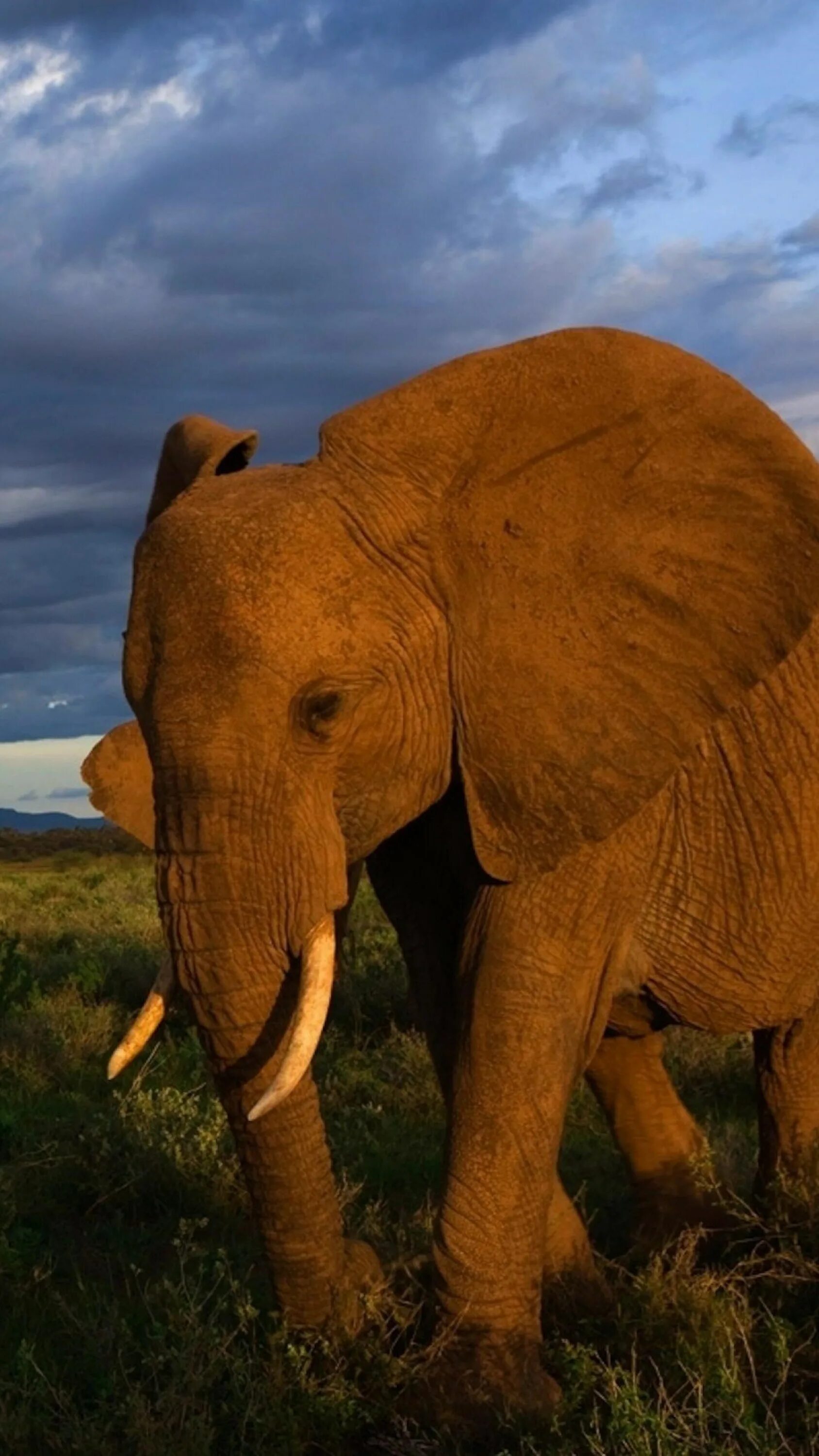 Elephants walking. Слоны. Слоны фото. Растения и слоны. Слон трава.