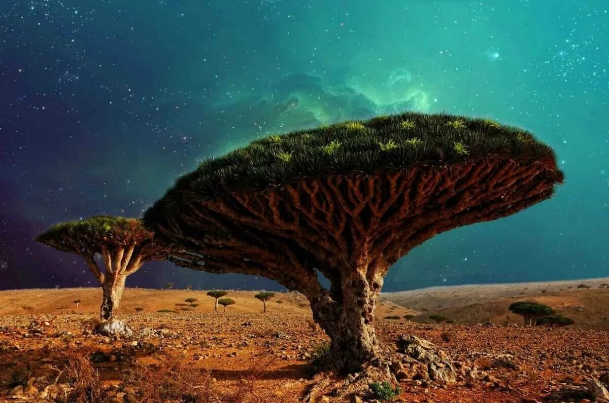 Драконовые деревья на острове Сокотра. Дерево крови дракона, остров Сокотра. Драконье дерево Сокотра. Драцены киноварно-красные, остров Сокотра, Йемен.