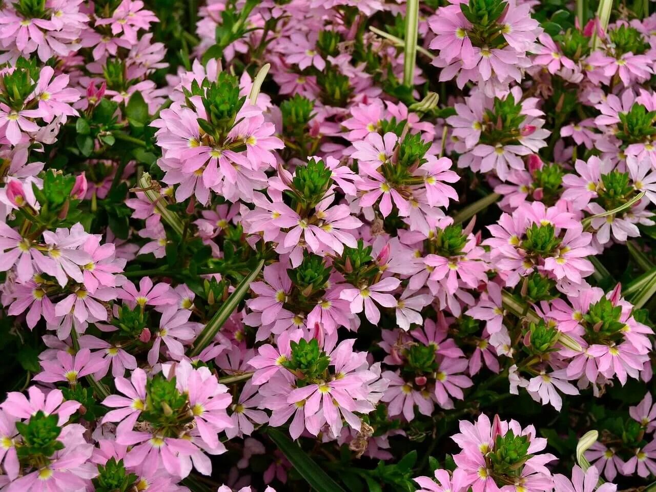 Сцевола ампельная. Сцевола Scaevola Pink. Сцевола вегетативная. Сцевола Пинк Блессинг. Интернет магазин семена сцеволы