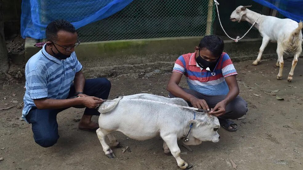 Самая маленькая корова. Самая маленькая корова. Самая маленькая корова рани. Самая маленькая корова в мире. Самые маленькие коровы в мире.