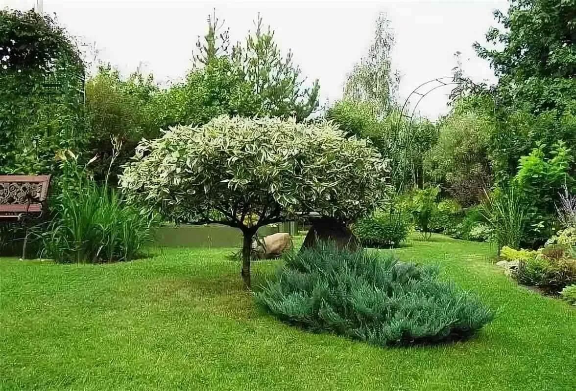 Самшит ниваки. Дерево на штамбе формировка. Как красиво сформировать куст. Как красиво сформировать куст. Самшит бересклет.