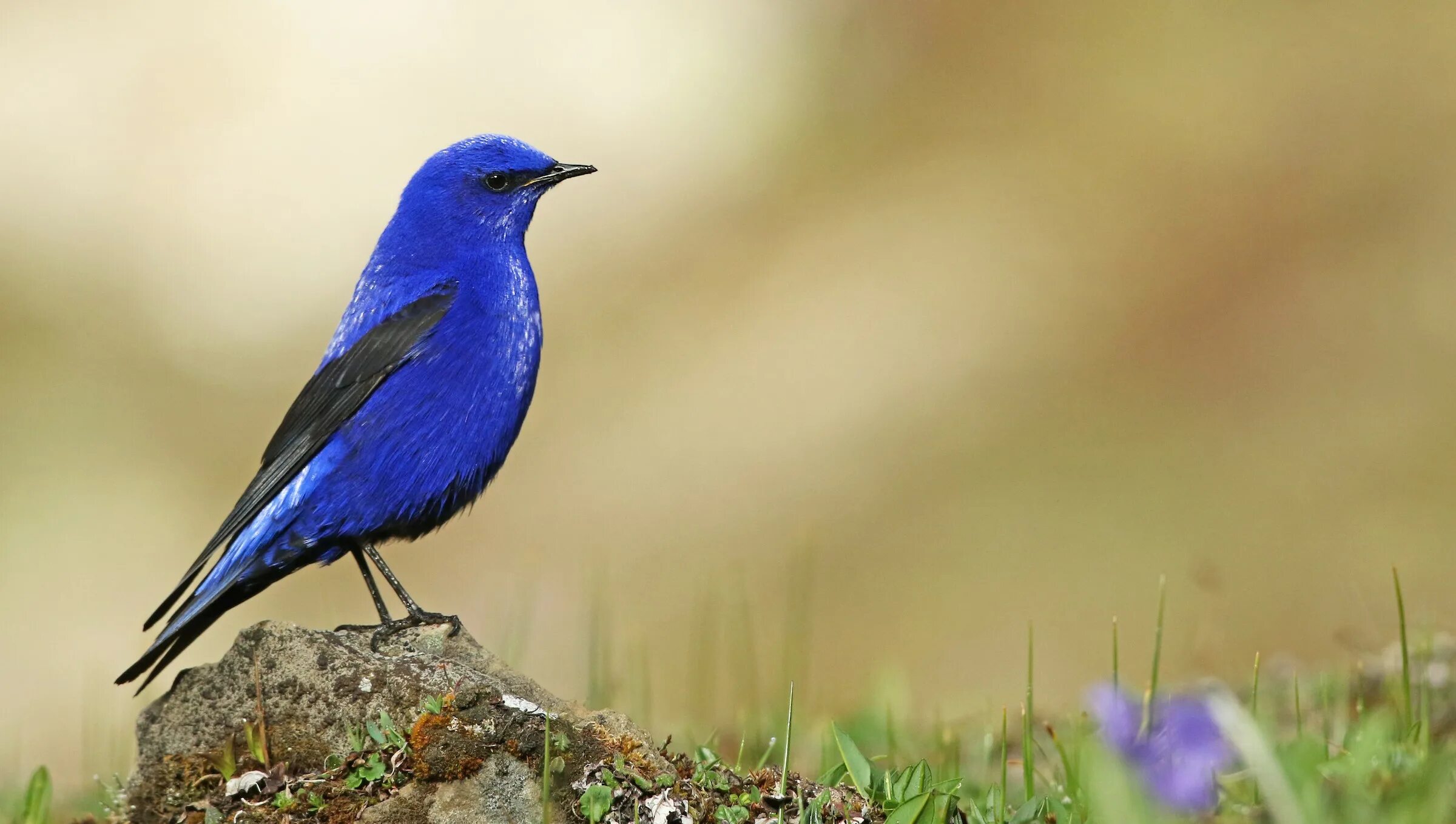 Грандала лазоревая птичка. Лазуревый. Лазуревый. Лазуревый. Окопник лазоревый.