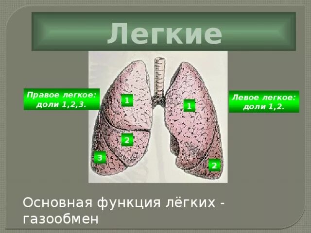 Доли легких. Доли легкого функции. Доли легких схема. Легочные доли функции. Левое легкое имеет