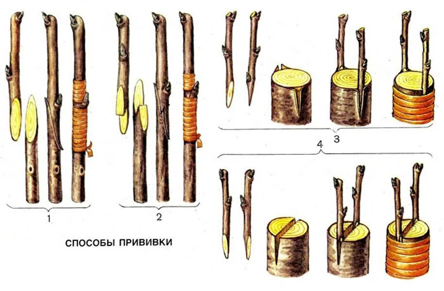 Как сделать прививку на яблоне весной. Прививка яблони копулировка. Прививки растений копулировка. Улучшенная окулировка плодовых деревьев. Прививка черенком яблони весной.