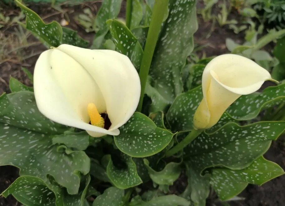 Калла Блэк Айд Бьюти. Калла Элегант Свон. Калла(Zantedeschia) albomaculata. Калла Блэк Мэджик.