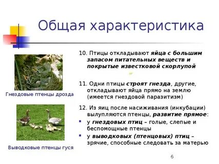 Кратко класс птиц