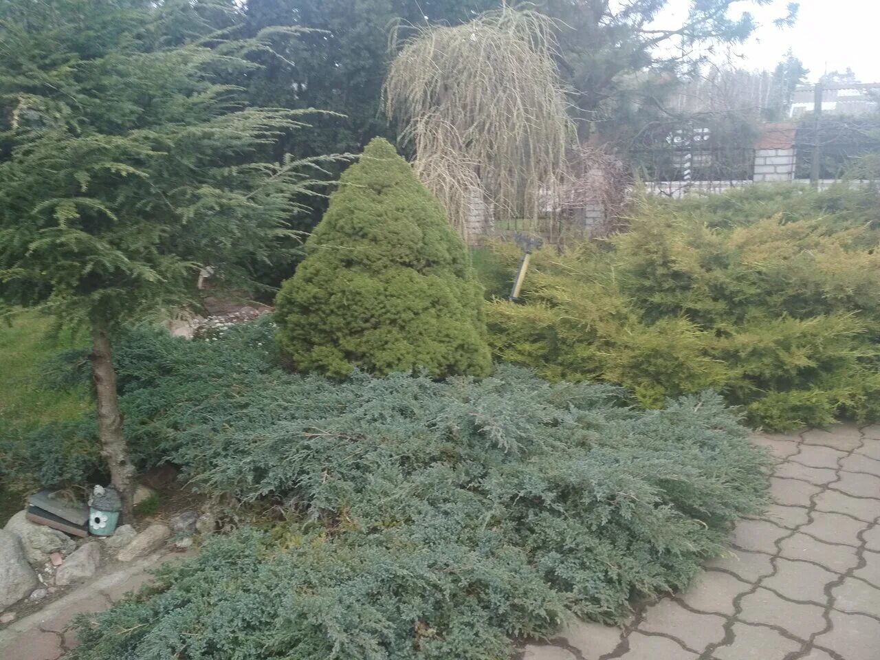 питомник зеленый рай. зеленый рай белоруссия. питомник зеленый рай. туя западная санкист. сосна грин рокет.