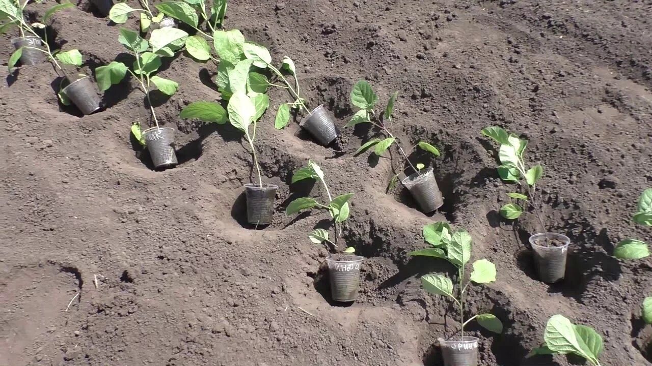 Посадка перцев и баклажанов в открытый грунт. Высадка рассады в открытый грунт. рассада баклажан. высадка баклажанов. высадка рассады баклажан.