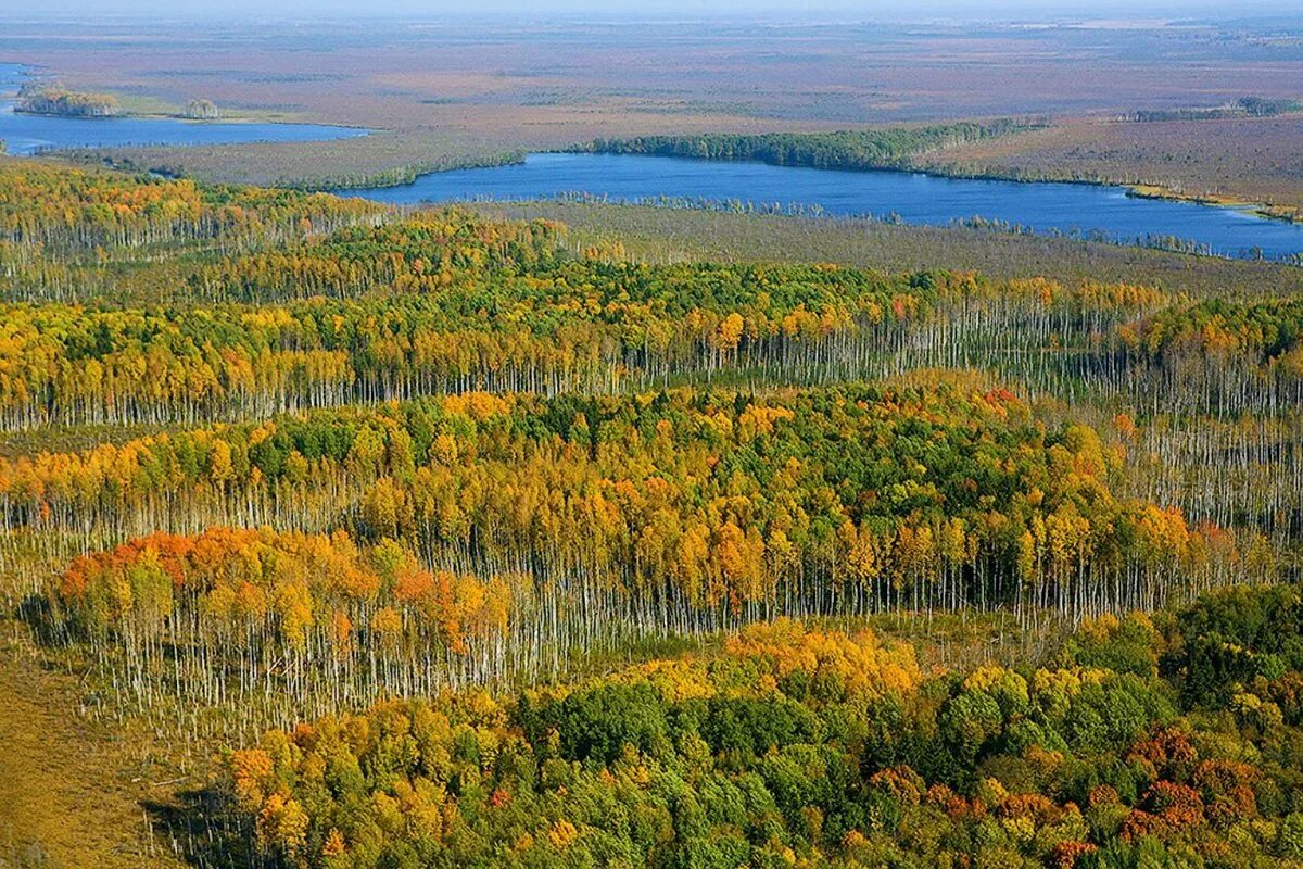 Республиканский ландшафтный заказник Ельня. Ландшафтный заказник Ельня Беларусь. Заповедник Ельня. Болото Ельня.