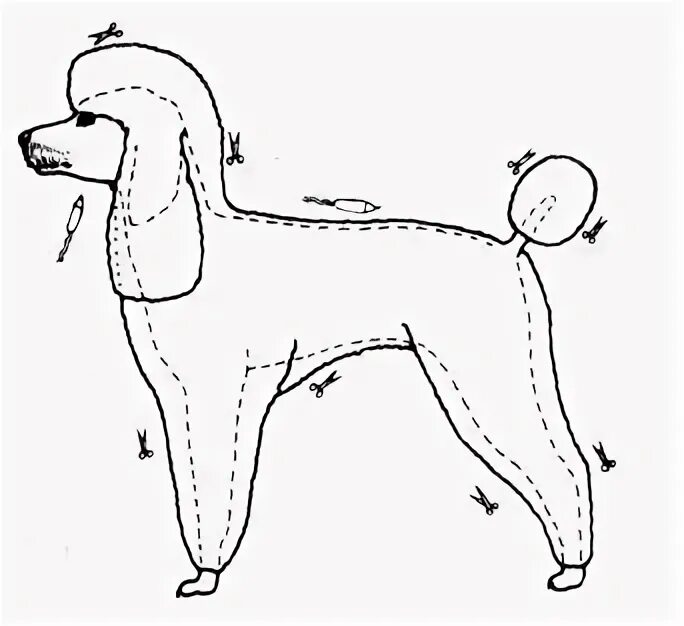 Схема пуделя. Схема стрижки пуделя Модерн. Схема стрижки пуделя Скандинавский Лев. Схема стрижки пуделя стандарт. Малый пудель стрижка схема.