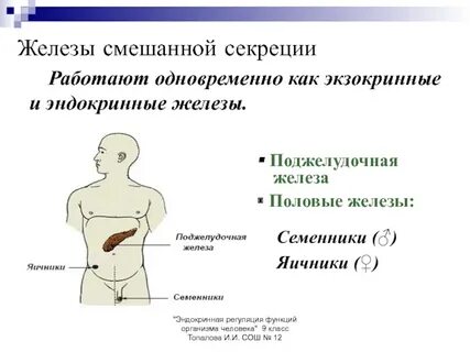 К железам смешанной секреции относится какая железа