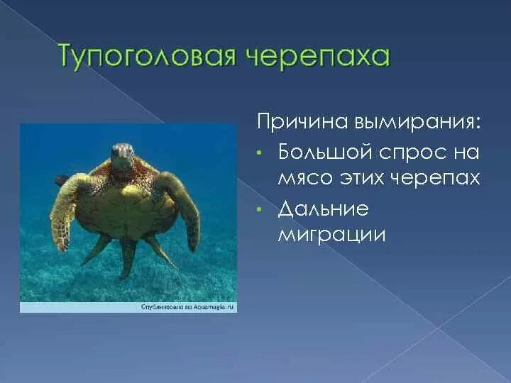 Зеленая суповая черепаха. Зеленая морская черепаха. Морская черепаха. Акумаль мексика черепахи. Зеленая морская черепаха причина исчезновения.