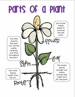Parts of a Plant Diagram for 4th Graders 1. Sınıf Fen Bilgisi, Fen Dersi Sı...