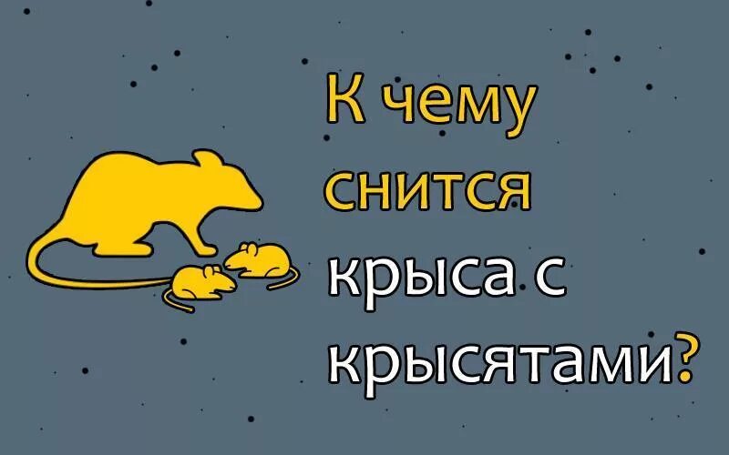 К чему снятся крысы мыши мужчине. К чему снятся крысы. К чему снится снятся крысы. К чему снятся крысы с крысятами.