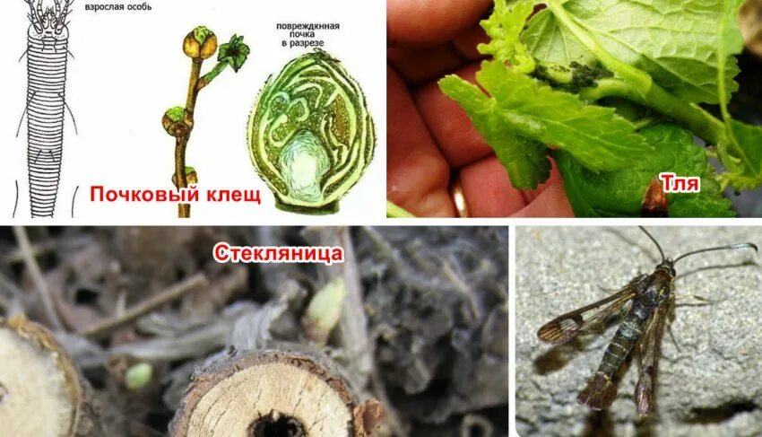 Стеклянница на черной смородине. Смородиновый почковый клещ. Почковый клещ смородины. Почковый клещ смородины меры борьбы. Почковый клещ на черной смородине.
