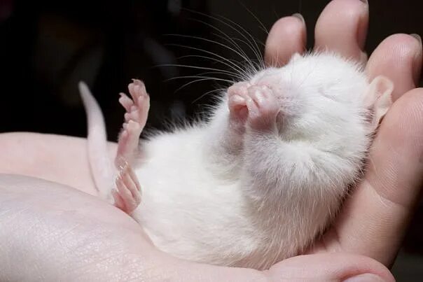 Белая мышь в руке. Маленькие крыски. Крыски ручные белые. Лапы декоративных крыс.