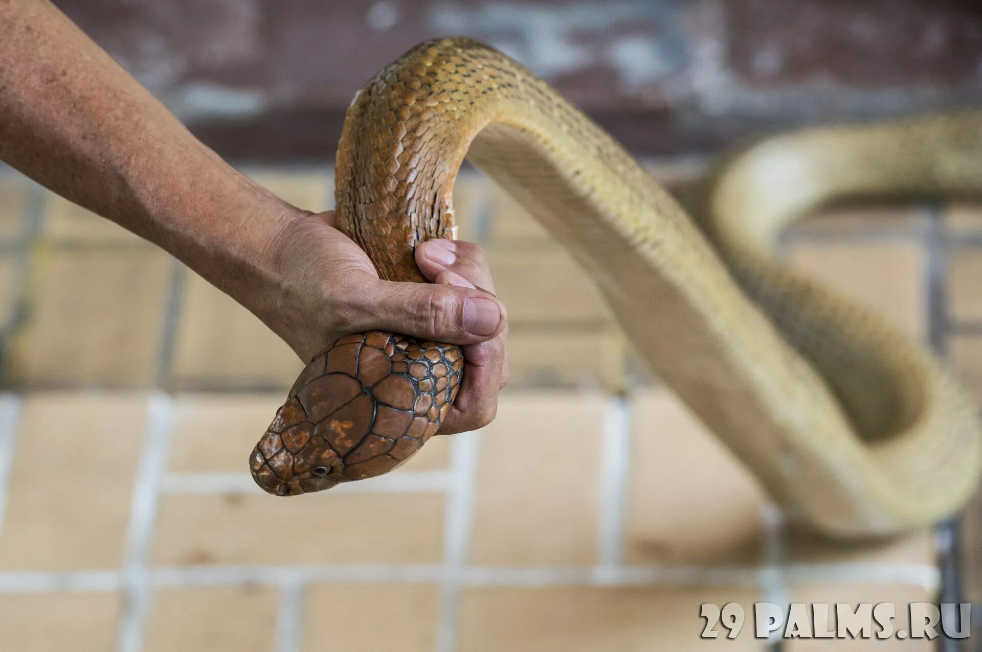 сетчатый питон заглатывает. человек держит змею в руках. питон региус на руках. остин стивенс тигровый питон. домашние змеи долгоживущие.
