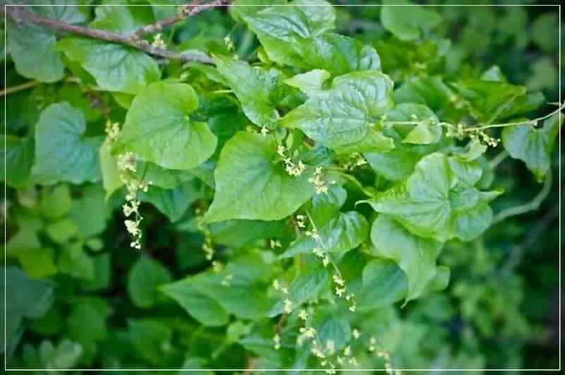 Адамов корень (Тамус). Тамус обыкновенный. Адамов корень цветок. Адамов корень фото.