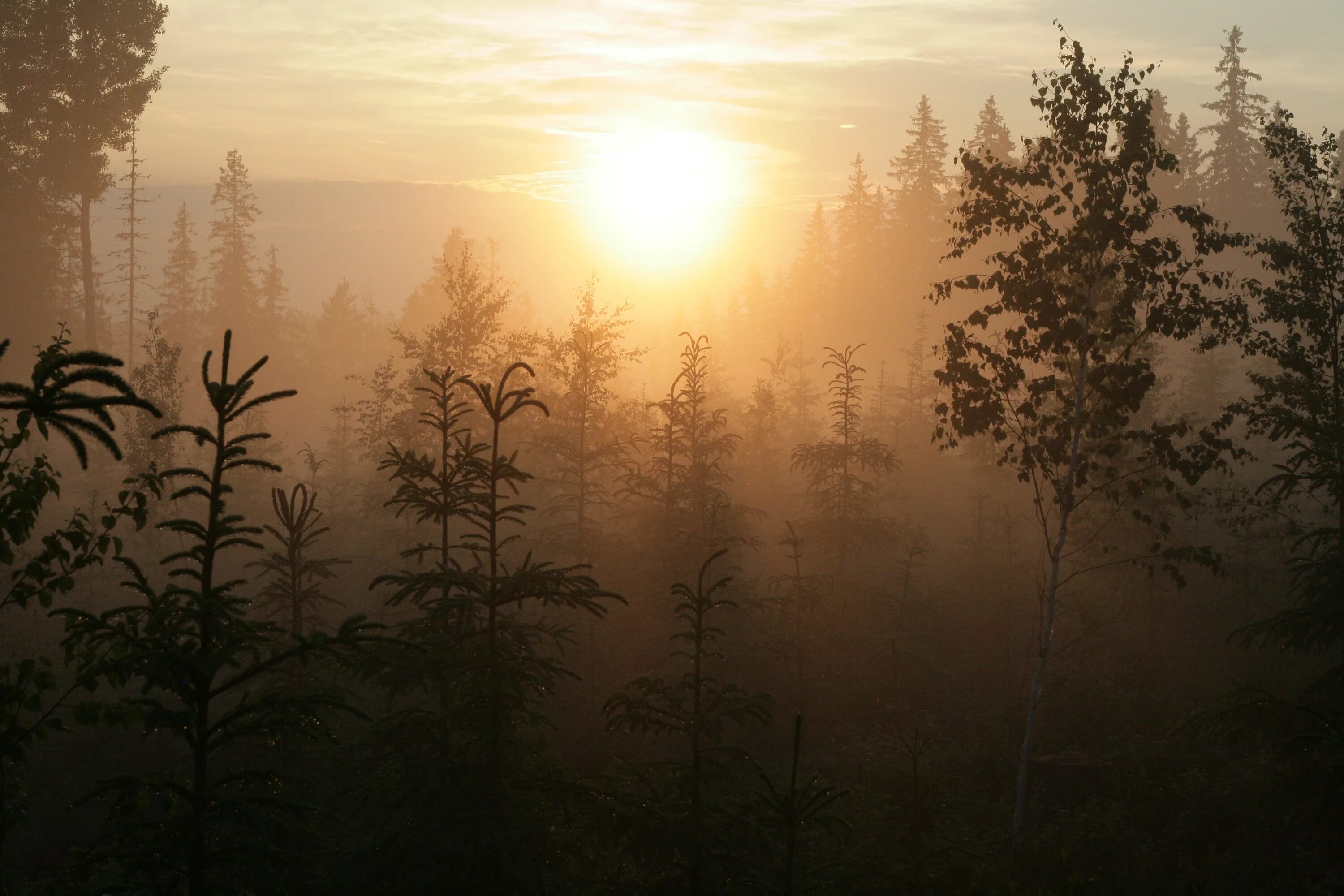 Лес туман лето. Утренний лес. Тайга солнце. Рассвет в тайге. Сосновый лес в тумане.