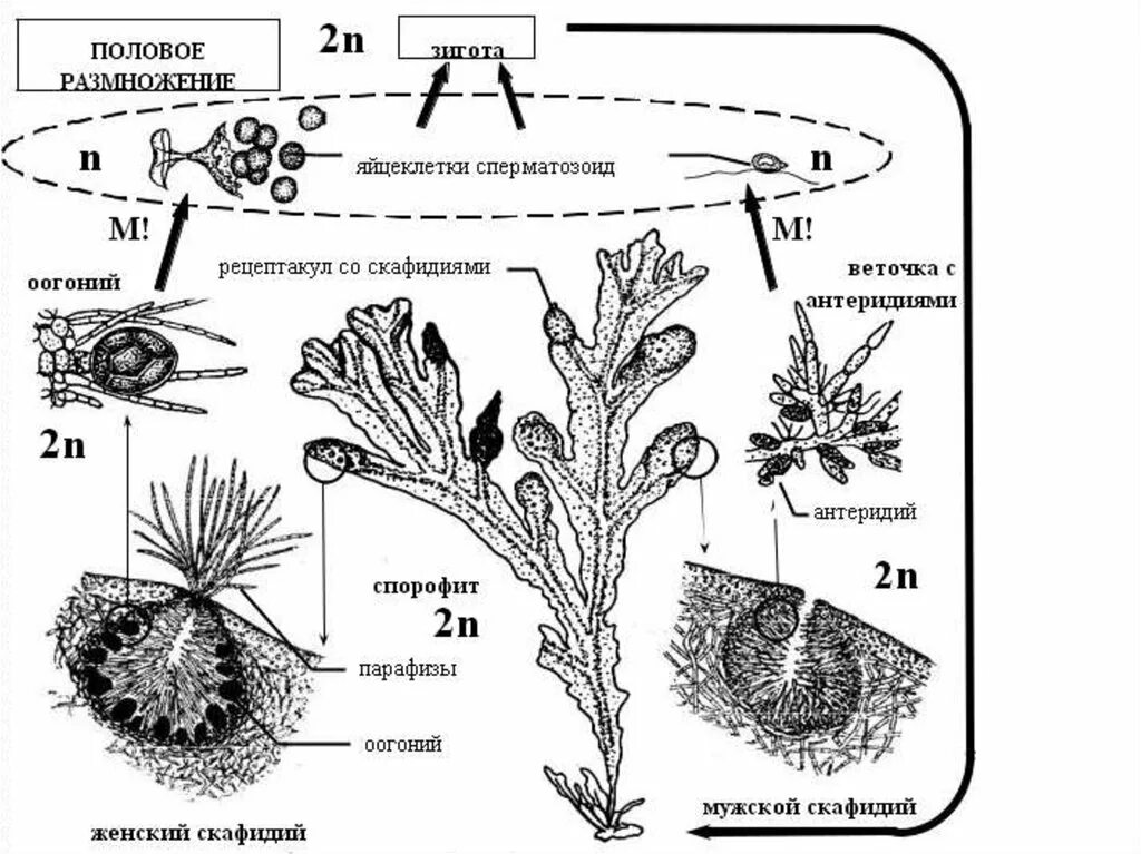Цикл размножения бурых водорослей. Жизненный цикл фукуса. Цикл развития бурых водорослей схема. Размножение бурых водорослей схема.