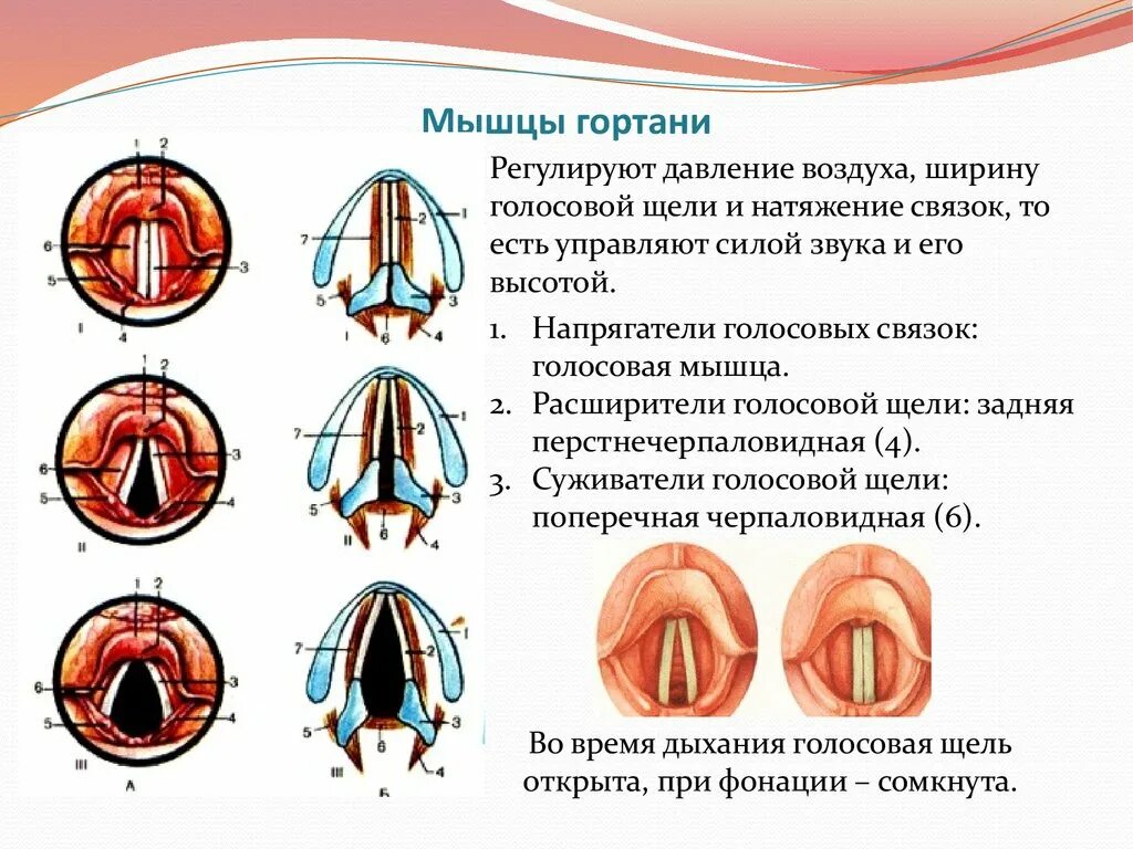 Строение гортани голосовые связки. Мышцы, расширяющие просвет гортани. Мышцы изменяющие натяжение голосовых связок. Голосовая щель гортани схема. Между голосовыми связками голосовая