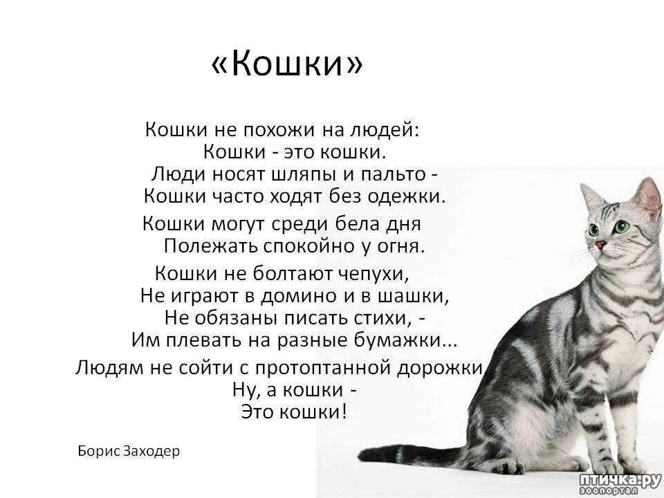 Жил на свете котенок. Стих про кошку. Стих про кошечку. Стих про кошку для детей. Стихи о котах.