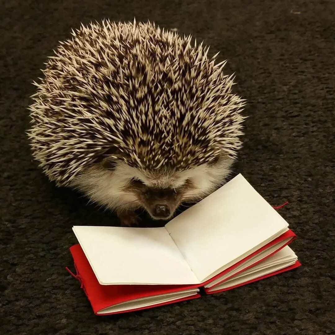 Думающий ежик. Ежик с книжкой. еж с книгой. умный еж. задумчивый ежик.