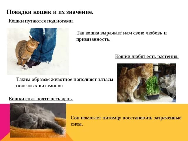 Как действовать кошку. Повадки кошек. Привычки домашних кошек. Поведение и привычки кошек. Повадки и привычки кота.