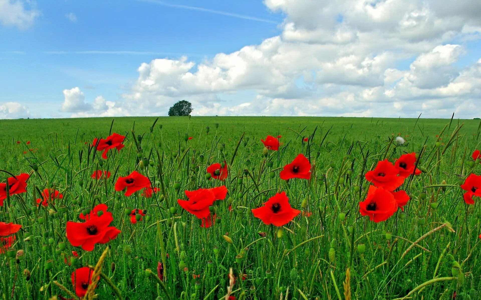 Хаки маки. Маковое поле Ставрополь. Remembrance Day Маковое поле. Заставка на рабочий стол маки. Красные цветы на зеленом поле.