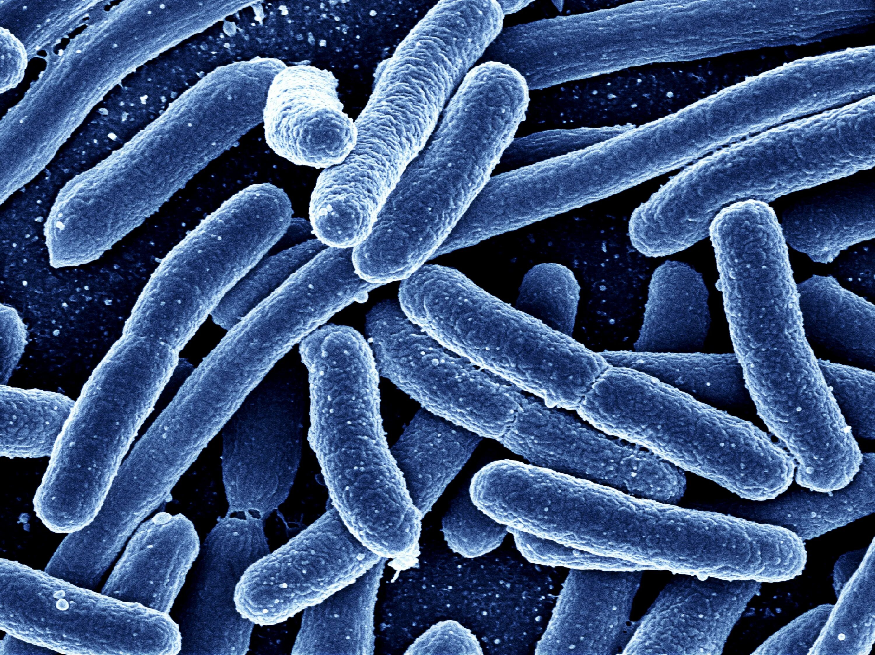 Бациллы бактерии. Бактерии это палочковидные микробы. Бактерии Бациллус.
