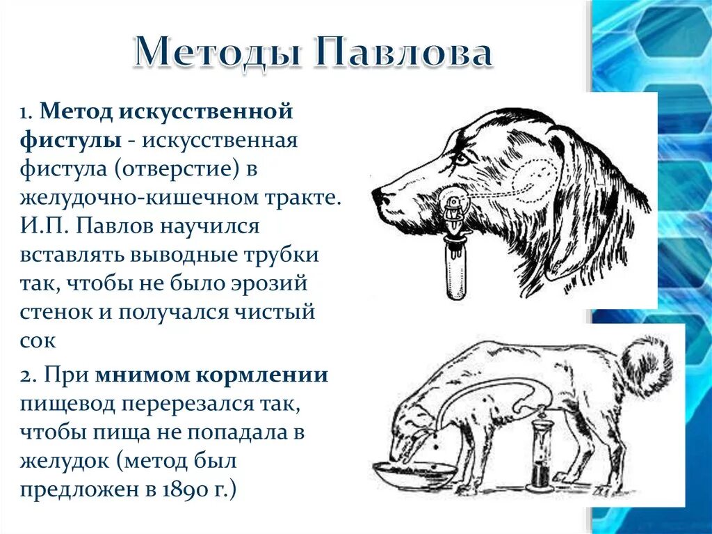 Симптом павлова. Метод фистулы Павлова. Метод и п Павлова. Опыты и.п Павлова по изучению физиологии пищеварения. Метод хронических фистул Павлова.