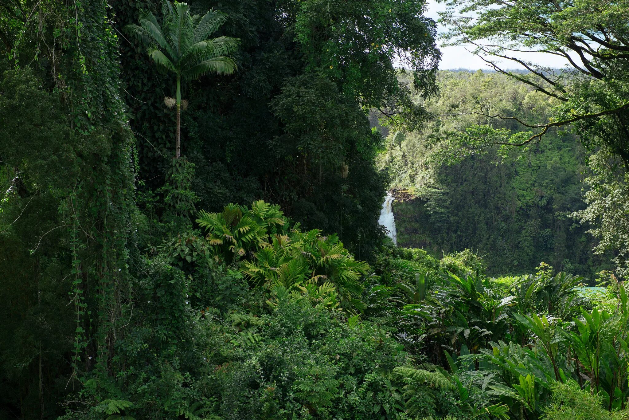 Чунцин тропические джунгли. Влажные листопадные тропические леса Африки. Полувечнозеленые тропические леса. Сельва Гайана. Джунгли тропический лес