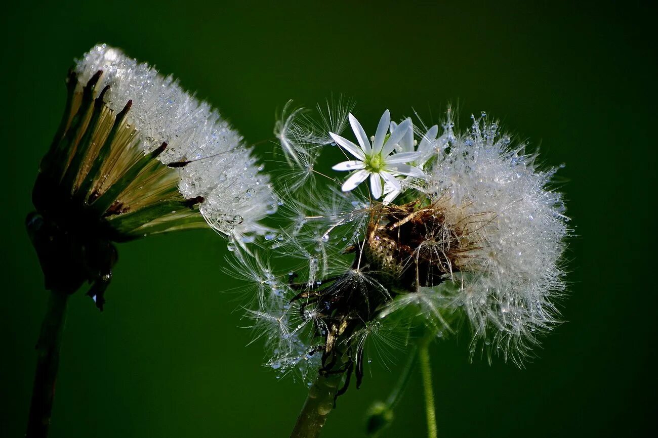 Лето одуванчики. Одуванчики геншир. Снайпер одуванчики. Всемирный день одуванчика. Природа одуванчики.