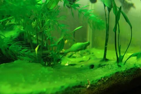 Вода в аквариуме зеленеет без водорослей