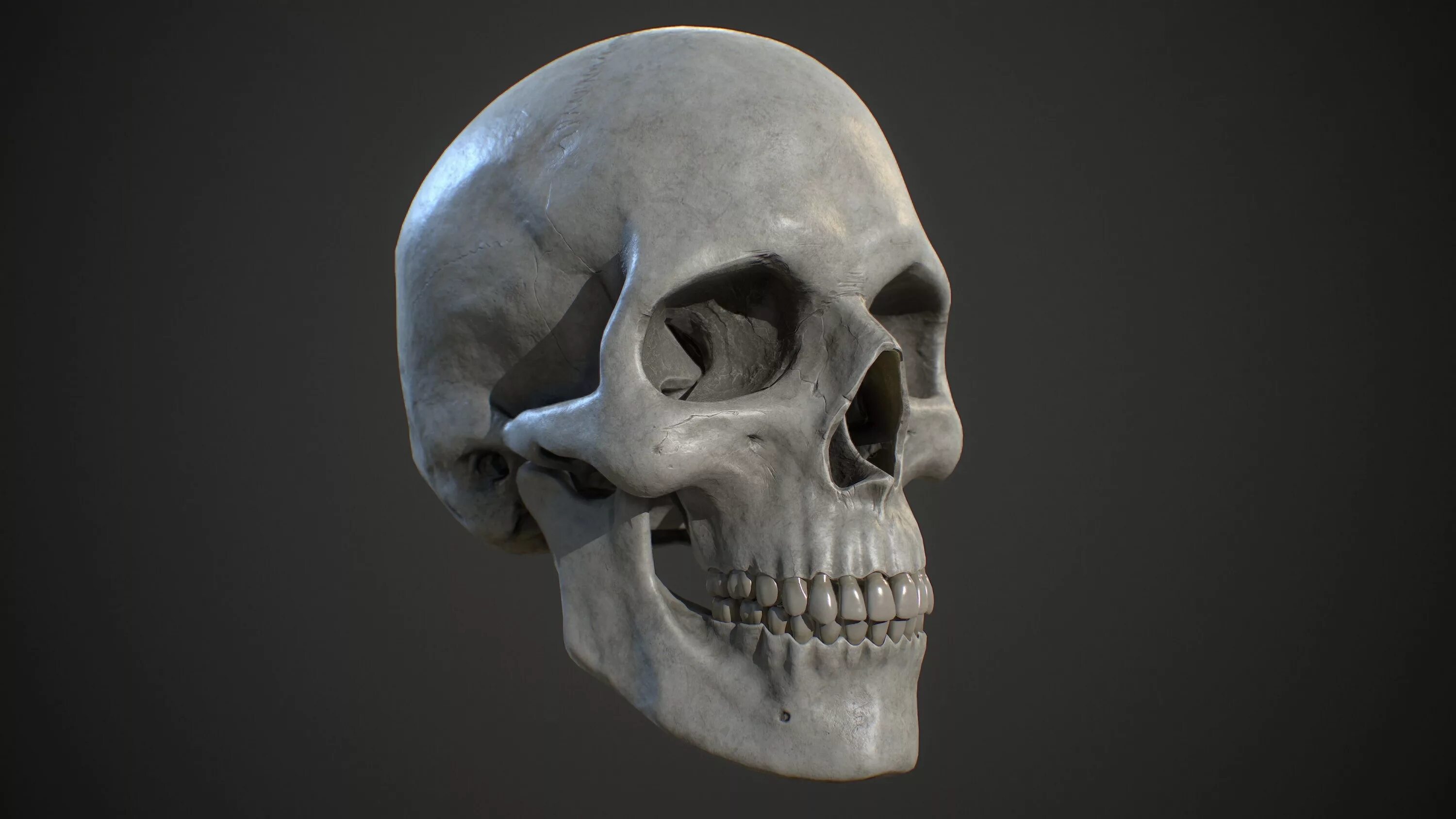Skull model