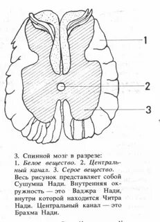 Серое вещество головного и спинного