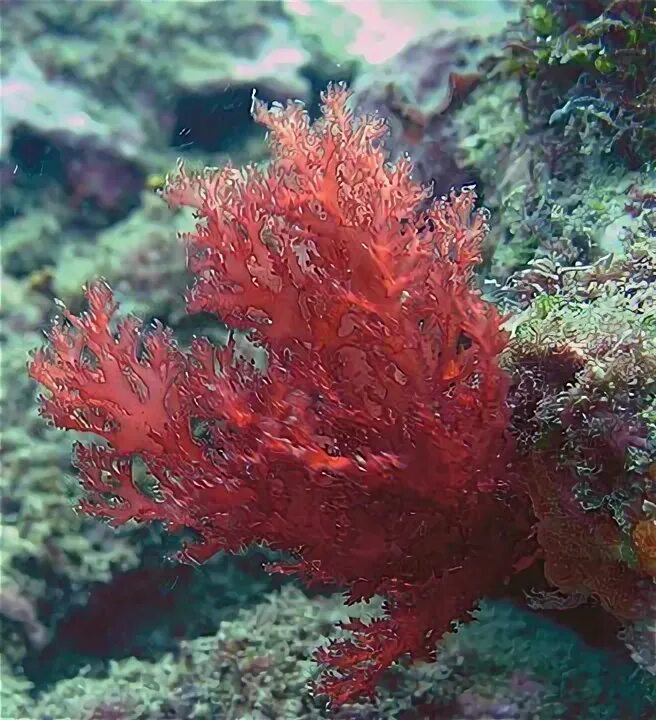 2 название красных водорослей