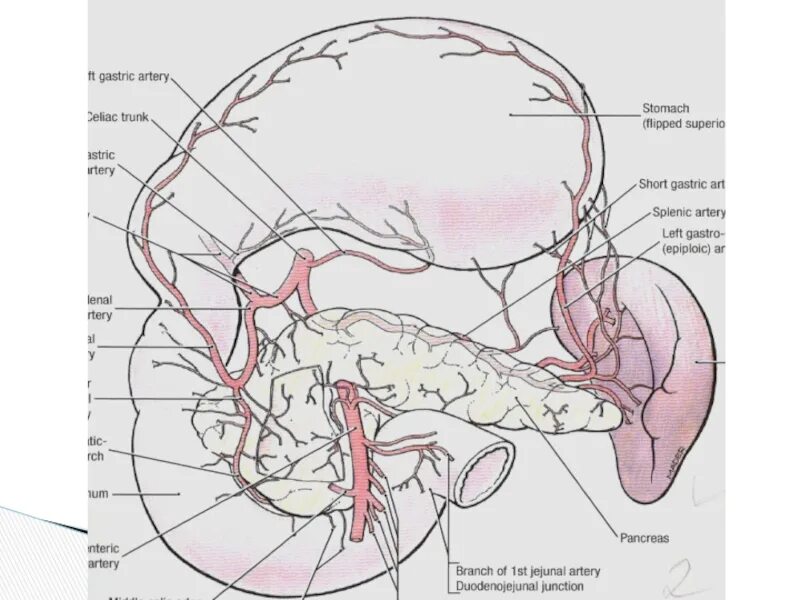 Селезенка и поджелудочная железа одно и тоже. Синтопия поджелудочной железы. Синтопия поджелудочной железы анатомия. Поджелудочная железа анатомия топография. Топография поджелудочной железы схема.