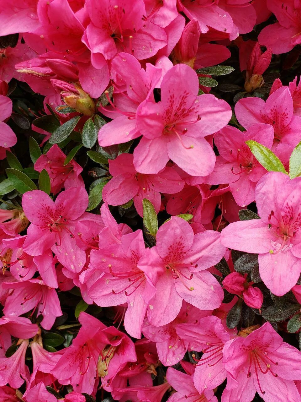 Azalea, blossom, red, garden, spring - free image from needpix.com