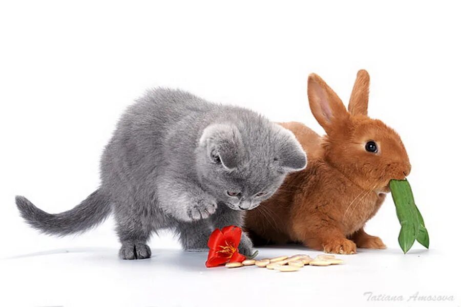 называй меня зайкой песня котенок