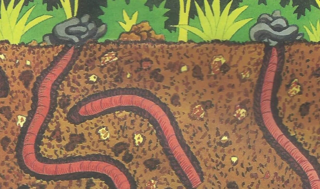 Ходы дождевых червей. Ходы дождевых червей. Червяк земляной выползок. Черви земляные и дождевые. Типы движения дождевого червя.