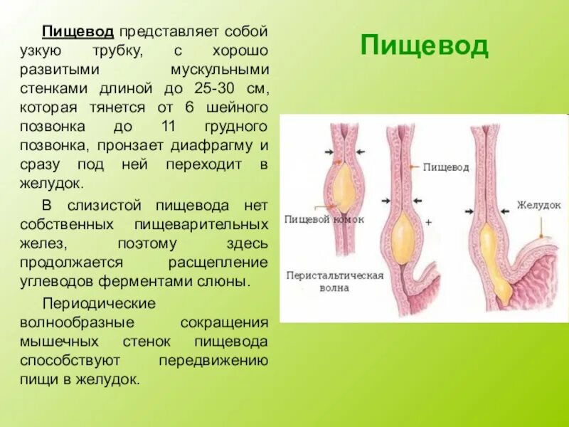 Пищевод какая она