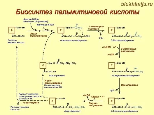 Синтез пальмитиновой кислоты. Биосинтез жирных кислот биохимия реакции. Схема синтеза пальмитиновой кислоты. Схема этапов синтеза пальмитиновой кислоты. Синтез пальмитиновой жирной кислоты.