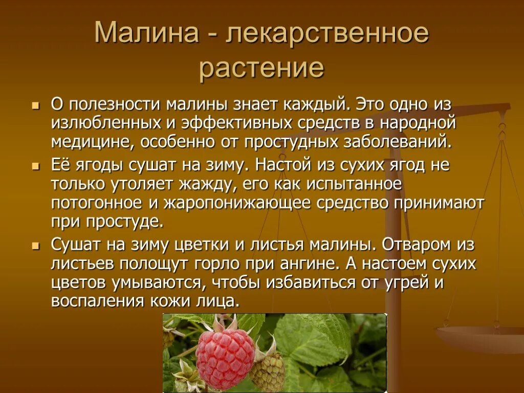 Доклад на тему лекарственную. Малина лекарственное растение. Доклад о растениях. Кратко о Малине. Сообщение про малину.