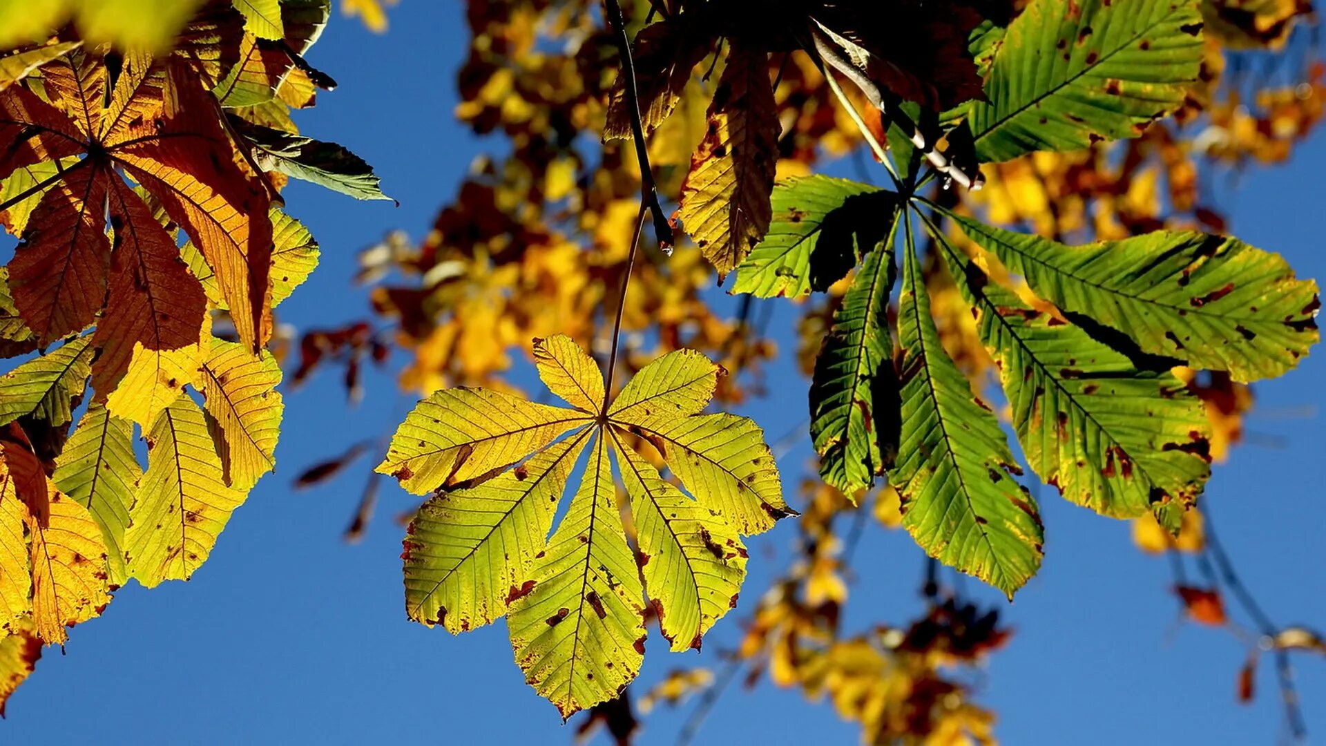Chestnut Leaf with Abstract Transparent Bubbles Stock Image - Image of chestnuts