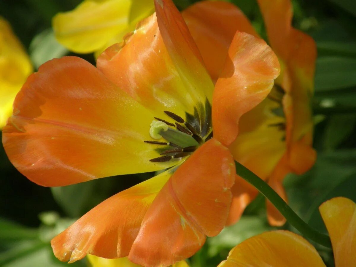 Цветы оранжево желтые название. Оранжевый цветок садовый. Оранжевые цветы. Желто оранжевые цветы. Оранжевые цветы названия.