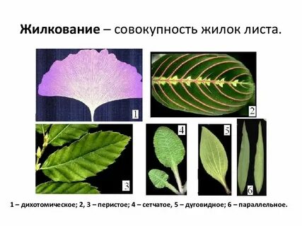 Растения с параллельным листьями