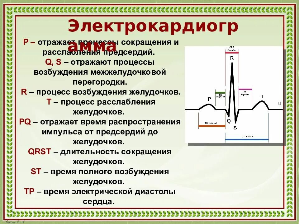 Экг процесс. Электрокардиограмма зубец r возбуждение. распространение возбуждения в сердце экг. зубец экг, отражающий процесс деполяризации предсердий. возбуждение желудочков на экг.