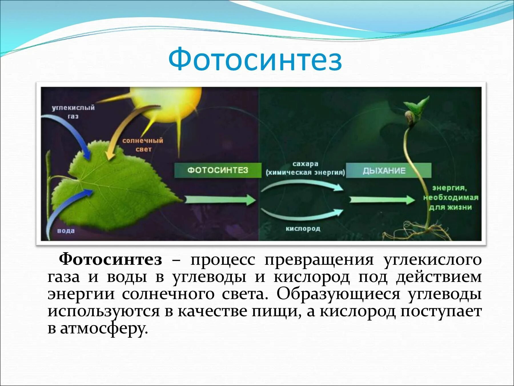 Отношение углекислого газа к воде