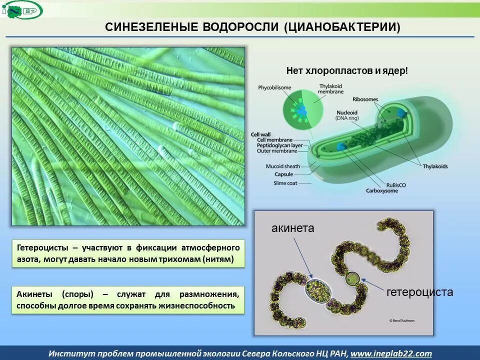 Органоиды водорослей. Синезеленые цианобактерии. Сине-зеленые водоросли цианобактерии строение. Строение клетки цианобактерий. Цианобактерия строение.